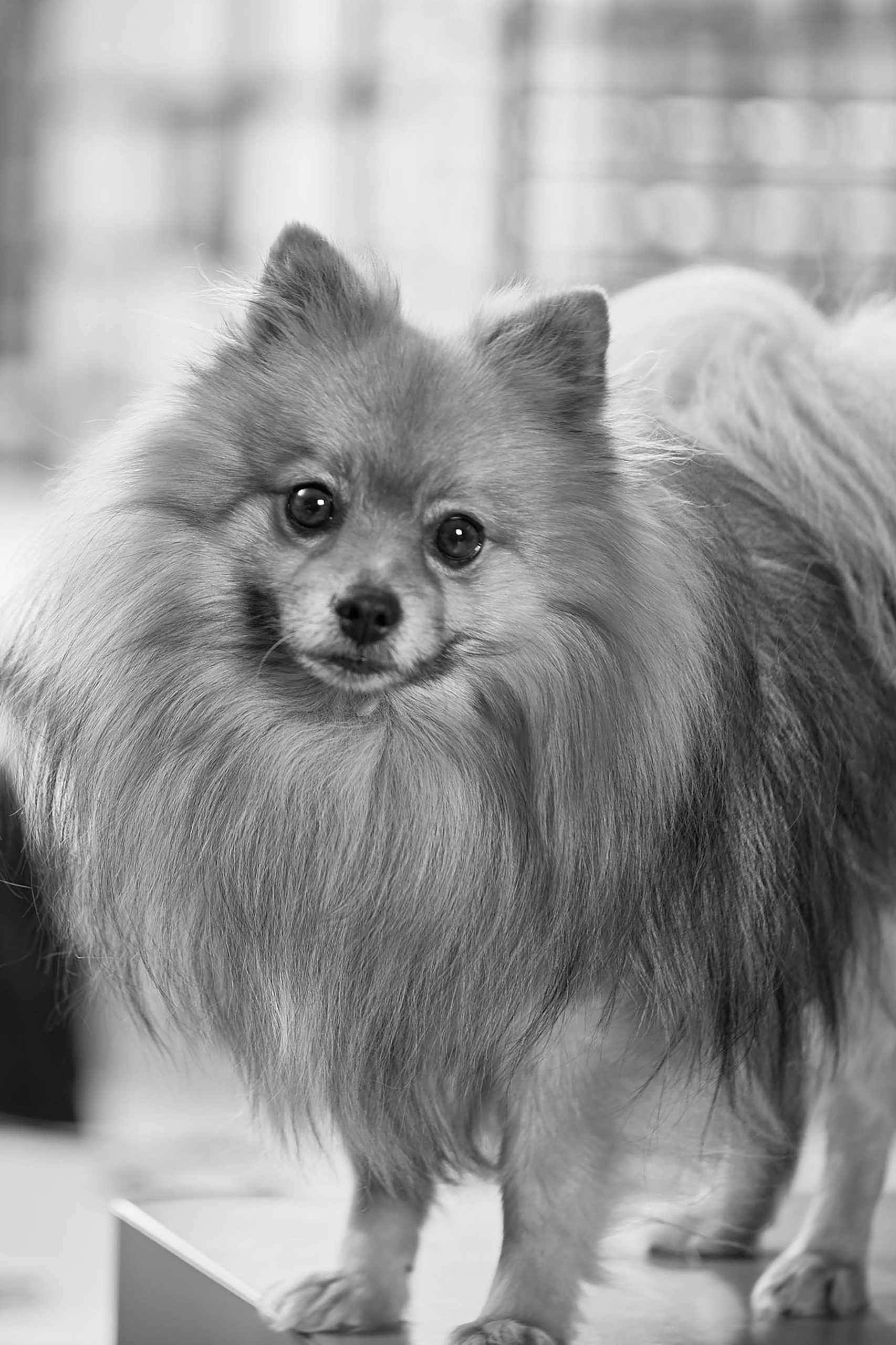 Chico